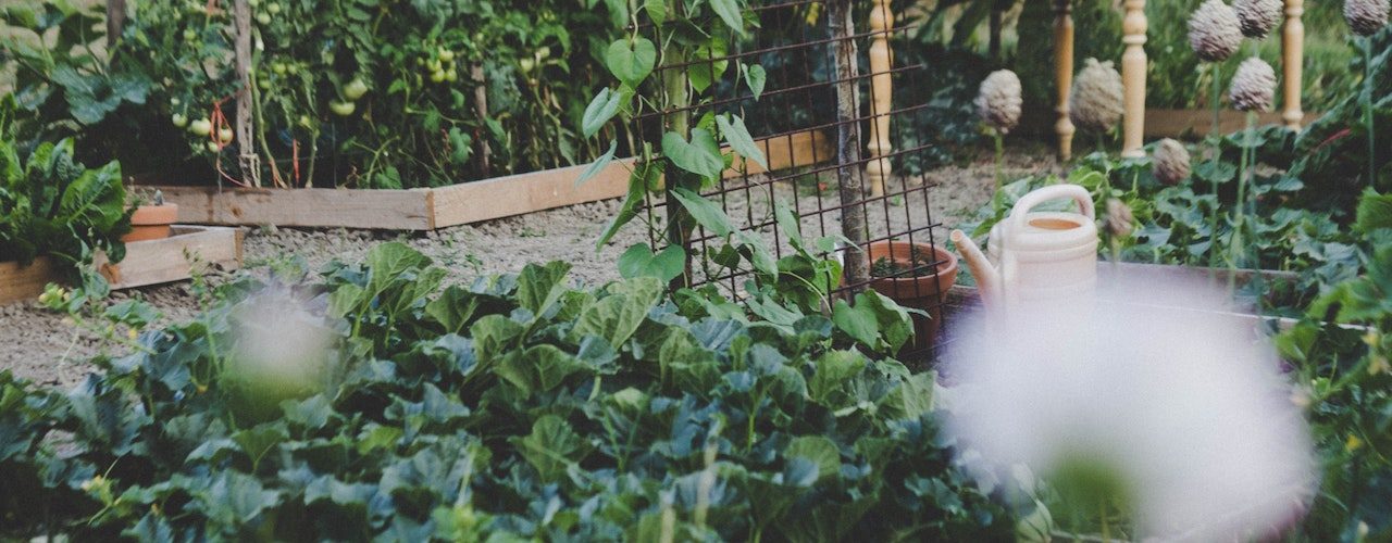 4 Things To Consider Before Starting Your Own Vegetable Garden