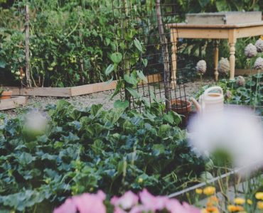 4 Things To Consider Before Starting Your Own Vegetable Garden