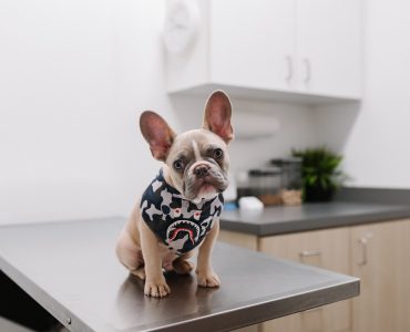 5 Career Pathways Working Directly with Animals