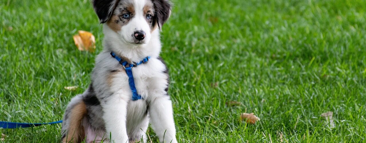 How to Find the Perfect Puppy for Your Home?