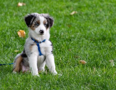 How to Find the Perfect Puppy for Your Home?