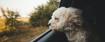 Hitting the Road with Your Furry Friend: A Complete Guide to Pet-Friendly RV Camping