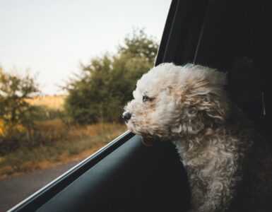 Hitting the Road with Your Furry Friend: A Complete Guide to Pet-Friendly RV Camping