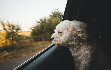 Hitting the Road with Your Furry Friend: A Complete Guide to Pet-Friendly RV Camping