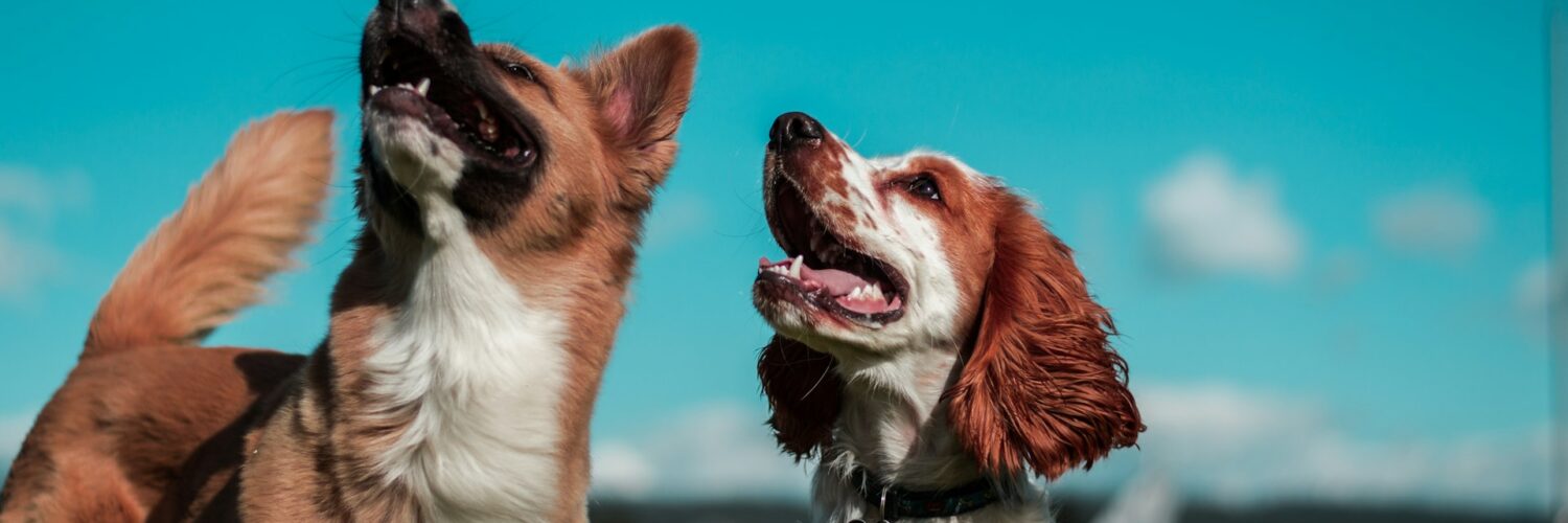 The City Living Pet Survival Kit: Supporting Happy, Healthy Urban Pets