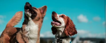 The City Living Pet Survival Kit: Supporting Happy, Healthy Urban Pets