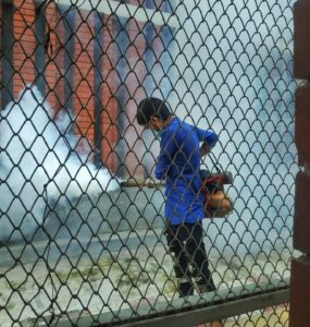 DIY Pest Prevention: When It Works & and When to Call the Pros